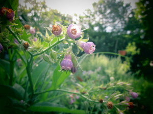 The Great Full Garden