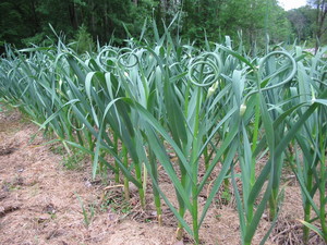 Michigan Garlic Farm