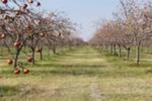 Matt Family Orchard