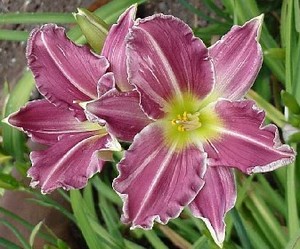 Lilydays Farm and Garden