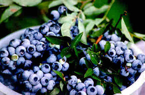 Blueberry Meadows