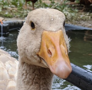 Ryan's Goslings