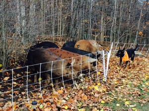 Otter Creek Homestead