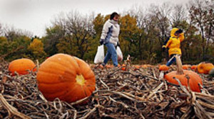 Pumpkinland