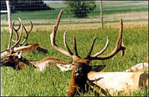 Taylor Elk Ranch