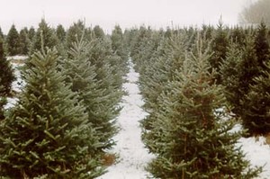 Turcks Trees