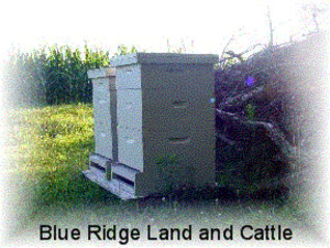 Blue Ridge Land and Cattle