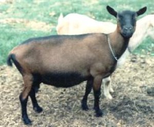 Killmaster Soapworks at HillSong Farm