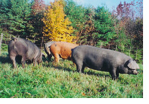 Flying Pigs Farm