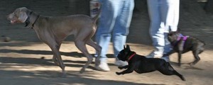 Mirabeau Treazurz/Kennels