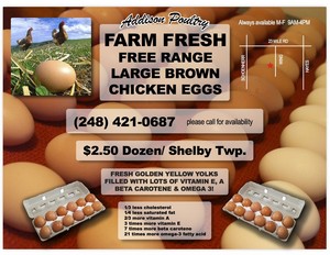 Addison Poultry