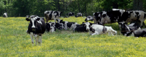 Bowman Dairy/Homeland Creamery