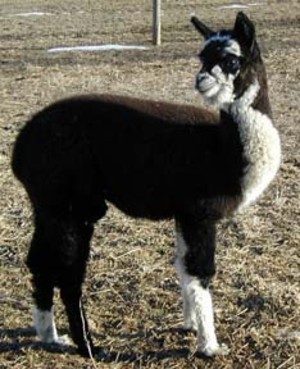 CoolCreek Alpacas