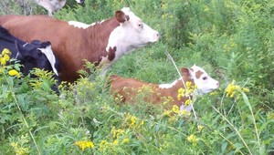 New Beginnings Farm