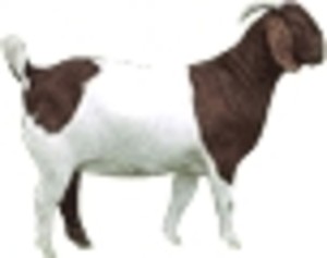 Windy Hill Farm