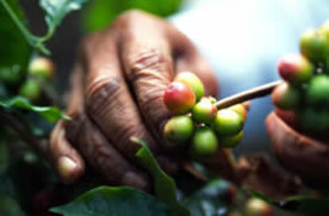 Higher Grounds Trading co.