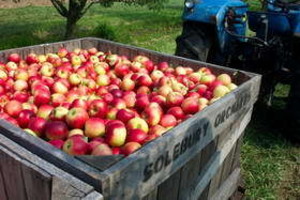 Solebury Orchards