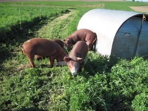 Pork & Plants