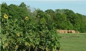 Stonewall Farm & Gardens