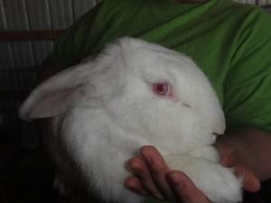 Peaseful Acres Family Farm