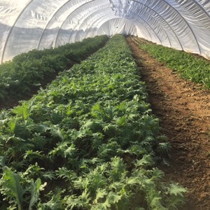 Olivette Farm