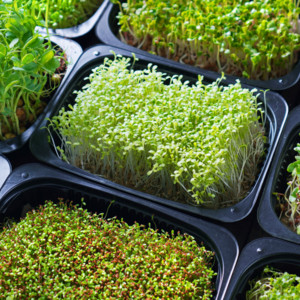 Midland Homestead Microgreens