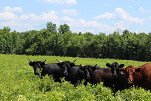 Spring Creek Meadows