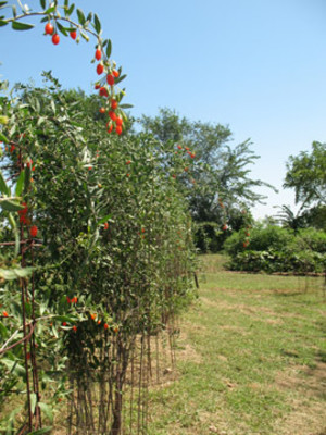 The Fountain Of Youth Goji Vineyard