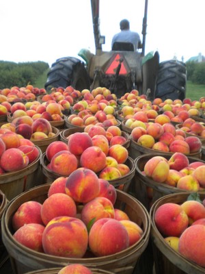 Strites' Orchard CSA