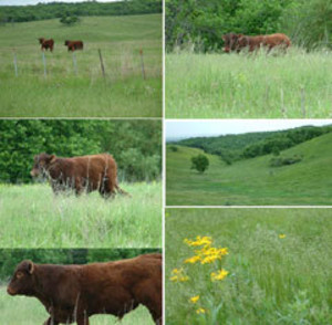 KPS Dakota Organic Beef