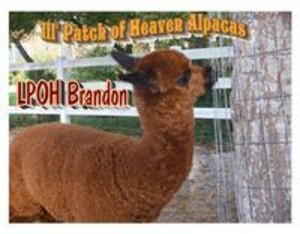 Lil' Patch of Heaven Alpaca Farm