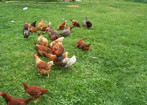 Hurry Burry Farm