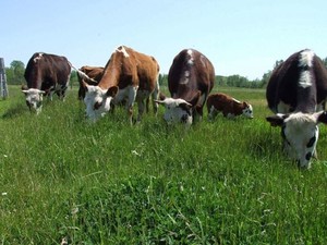 Six S Dairy LLC