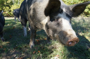 Clover Luck Farm