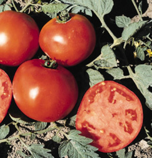 Berryhill Farm Produce