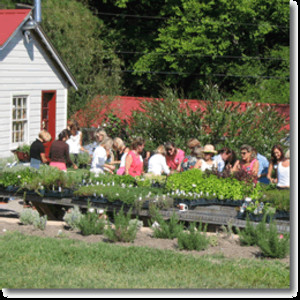 A Thyme to Plant at Lavender Fields Herb Farm