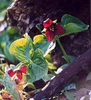 Red Trillium Farm