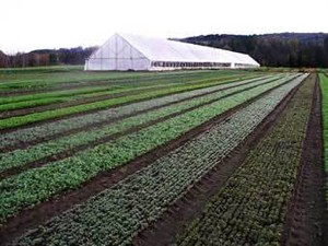 Pete' s Greens