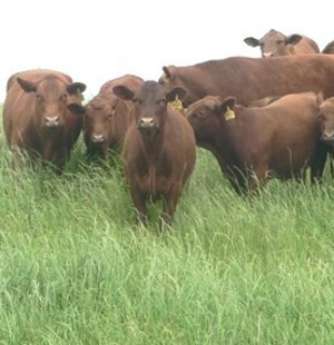 Coyote Creek Farm