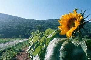 Lucky Dog Farm & Store