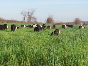 SImmons Farm