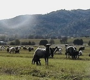 Wind Dancer Ranch