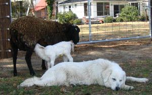 Bear Foot Farm