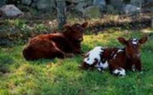 Stonington Beef