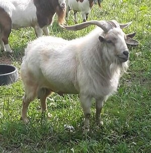 Aerie Farm East