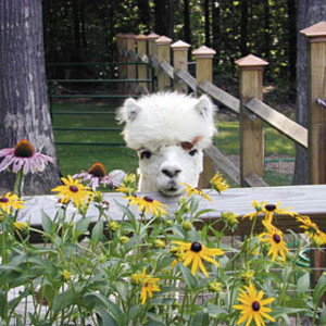 Burgis Brook Alpacas