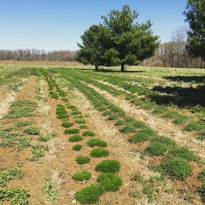 Locust Light Farm