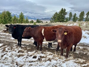 RSP Ranch Services LLC