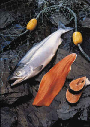 Correia Fisheries