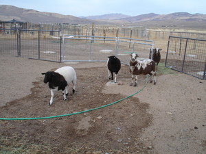 Wix Farms